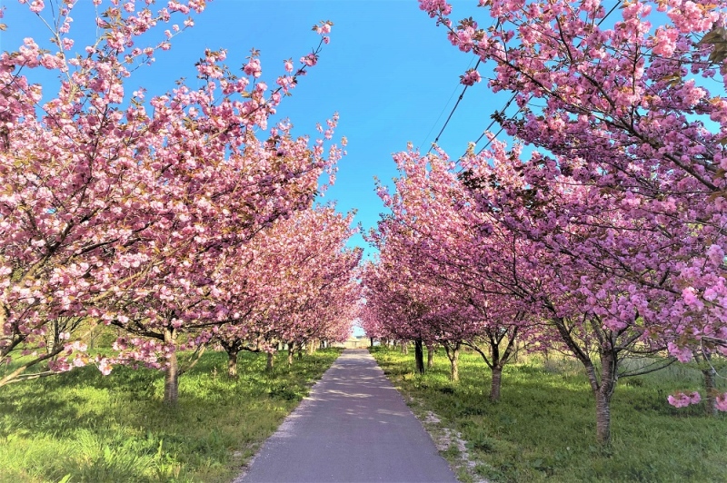 羅生門・羅生門さくら公園