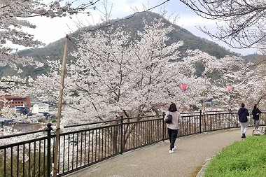 岡山県新見市にあるさくらの名所！城山公園！夜間はライトアップもあります！お花見するならココで！