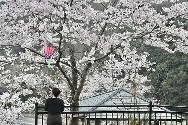 岡山県新見市にあるさくらの名所！城山公園！夜間はライトアップもあります！お花見するならココで！