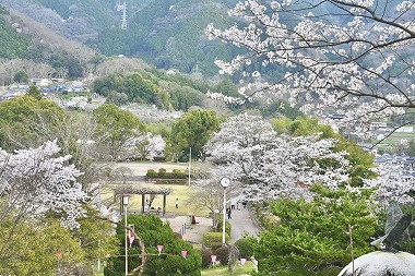 岡山県新見市にあるさくらの名所！城山公園！夜間はライトアップもあります！お花見するならココで！