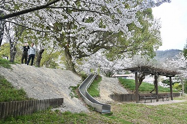 岡山県新見市にあるさくらの名所！城山公園！夜間はライトアップもあります！お花見するならココで！