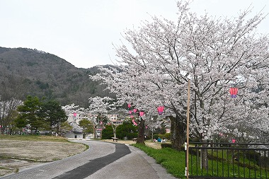 岡山県新見市にあるさくらの名所！城山公園！夜間はライトアップもあります！お花見するならココで！