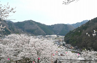 岡山県新見市にあるさくらの名所！城山公園！夜間はライトアップもあります！お花見するならココで！