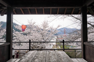 岡山県新見市にあるさくらの名所！城山公園！夜間はライトアップもあります！お花見するならココで！