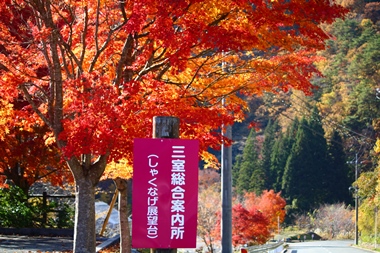 三室峡一面が紅葉で色づきます！