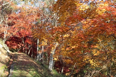 満奇洞遊歩道の紅葉は絶景！