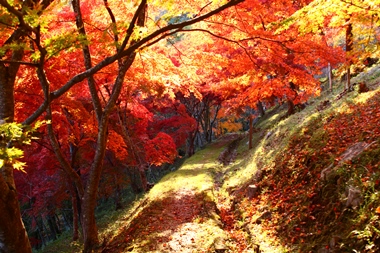 満奇洞遊歩道はもみじのトンネルを通っているかのよう！