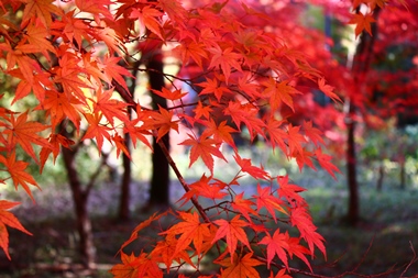 満奇洞遊歩道はもみじの絨毯のようにキレイです！
