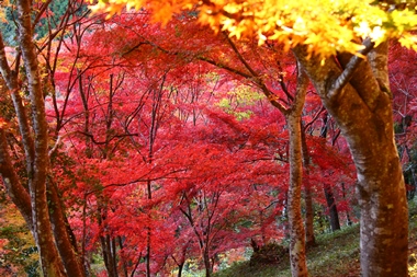 鍾乳洞の上にある遊歩道で紅葉の絶景を楽しむことのできる、岡山県新見市の紅葉スポット「満奇洞遊歩道」です。