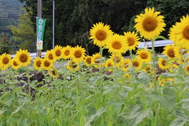 新見市千屋のひまわり畑！