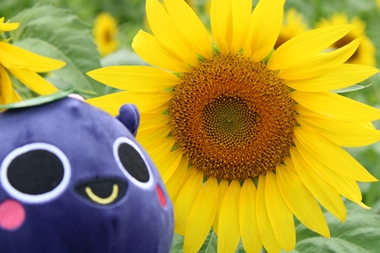 新見市千屋のひまわり畑！