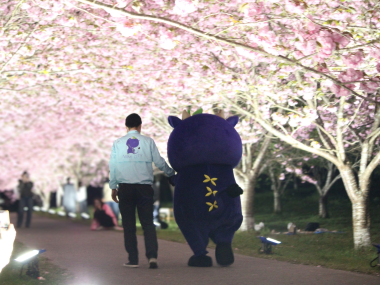 羅生門さくらまつり2026！ライトアップ