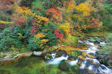 春はシャクナゲ！秋は紅葉を楽しめる三室峡！