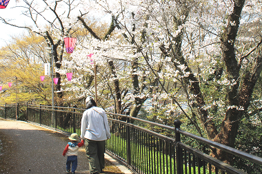 岡山県新見市にあるさくらの名所！城山公園！夜間はライトアップもあります！お花見するならココで！