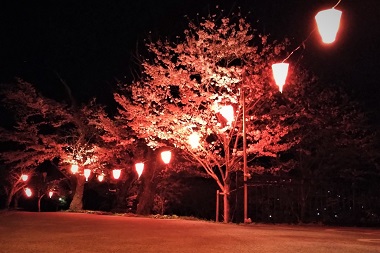 岡山県新見市にあるさくらの名所！城山公園！夜間はライトアップもあります！お花見するならココで！