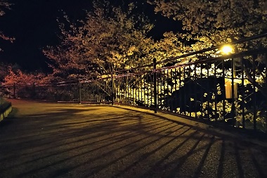 岡山県新見市にあるさくらの名所！城山公園！夜間はライトアップもあります！お花見するならココで！