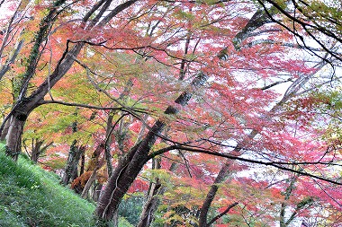 春は桜、秋は紅葉を楽しむことができ、新見駅周辺で何しようという方にもピッタリ!アクセス良好な岡山県新見市の紅葉スポット「城山公園」です。