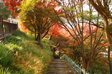 春は桜、秋は紅葉を楽しむことができ、新見駅周辺で何しようという方にもピッタリ！アクセス良好な岡山県新見市の紅葉スポット「城山公園」です。