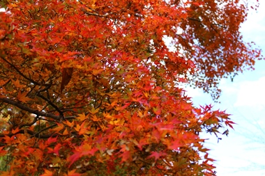 城山公園は春は桜、秋は紅葉で色づき、市街地を一望できるオススメスポット！