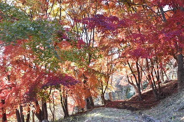 鍾乳洞の上にある遊歩道で紅葉の絶景を楽しむことのできる、岡山県新見市の紅葉スポット「満奇洞遊歩道」です。