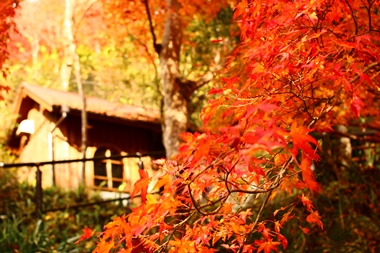 満奇洞入口付近も紅葉がきれいに色づきます！