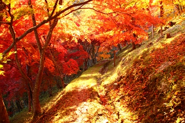 満奇洞遊歩道の紅葉は圧巻！